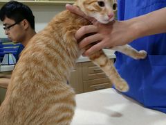 -芭比堂宠物医院·全科爱猫医院·仁德分院
