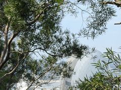 -野狸岛