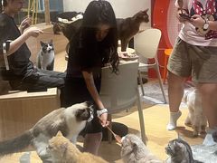 -米乐乖乖猫咪咖啡馆·猫咖(深圳湾后海汇店)
