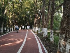 -番禺大夫山森林公园