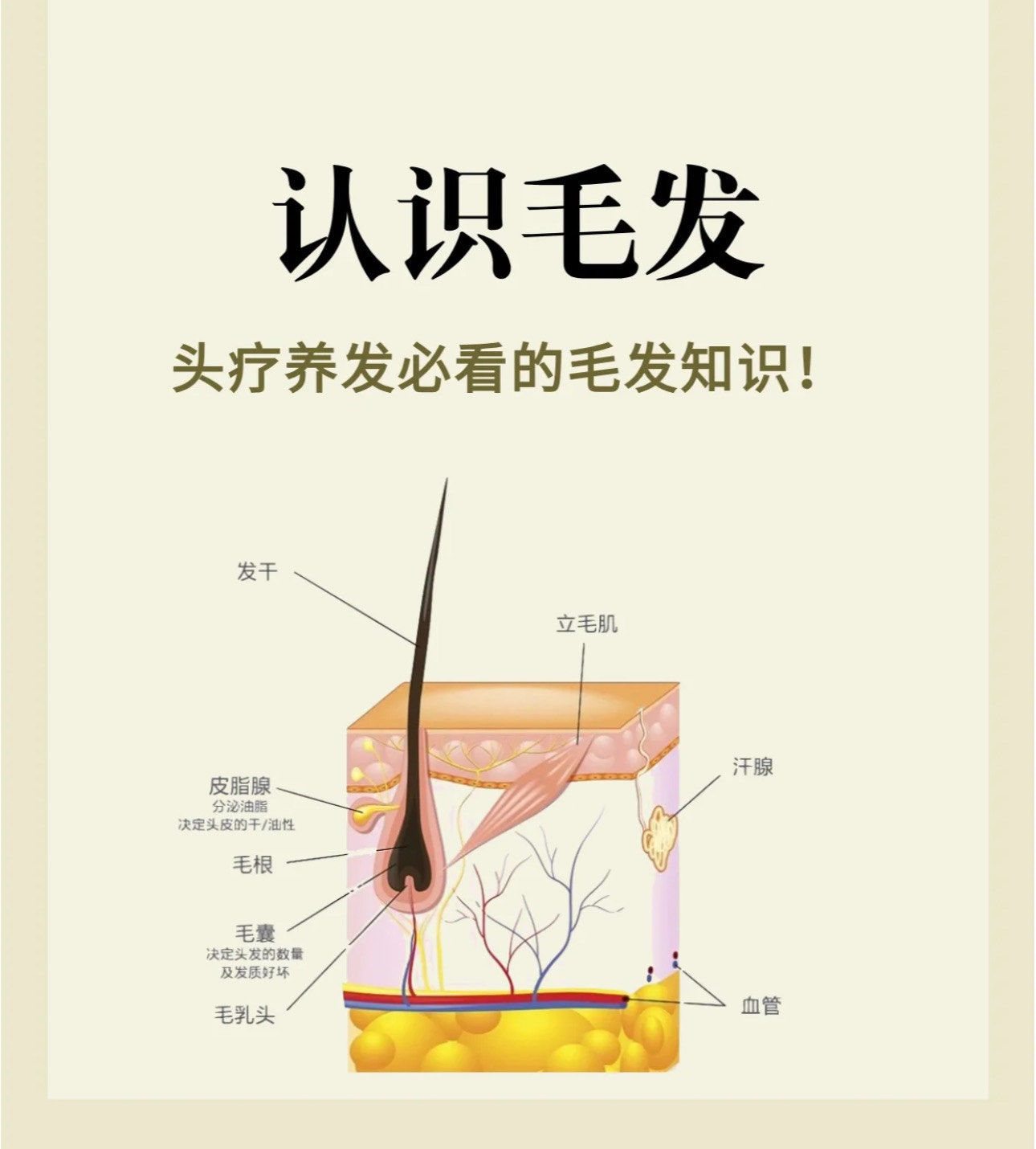 带你认识毛发知识