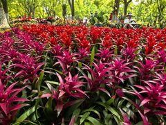 -上海鲜花港