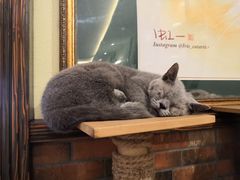 -more than meow吴止猫主题餐厅(承德 中船汇店)