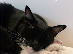 -猫小院猫主题咖啡厅(北锣店)