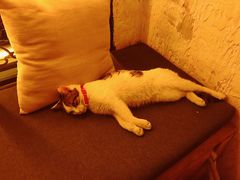 -Sirena海妖日咖夜酒