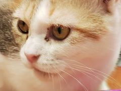-猫小院猫主题餐厅(三里屯店)