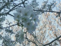 -苏州上方山国家森林公园
