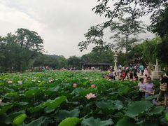 -惠州西湖丰渚园