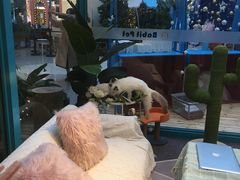 -BABIT巴比特宠物(MOMOPARK店)