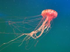 -芜湖新华联大白鲸海洋公园