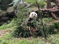 -都江堰中华大熊猫苑