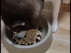 -宠物之家Pets Home 宠物寄养酒店