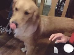 -萌喵宠狗爱心宠咖
