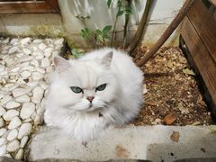 -喵屿·大理花园猫咖