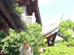 -龙华素斋(龙华路店)