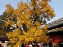 -闻道食府烙饼卷带鱼(原车耳营店原大觉寺店)