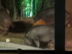 -清迈夜间动物园
