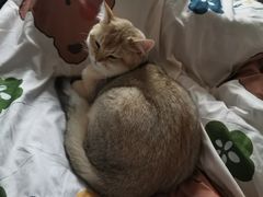 -欣宠猫屋·矮脚拿破仑·蓝金金渐层