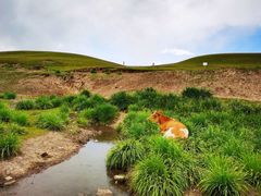 -山丹皇家马场