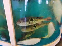 水产区-天正河鲀·河豚亭(大连店)