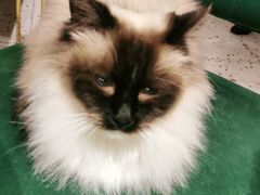 -喵喵咪呀布偶猫咖(春熙路店)