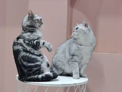 -猫儿山۰猫主题餐厅