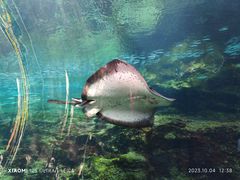 -西海国立公园九十九岛水族馆