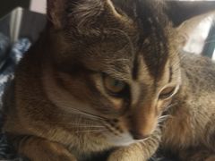 -喵屿·大理花园猫咖