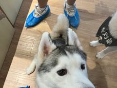 -Husky Go! 哈士奇体验馆·宠物咖啡厅狗咖