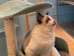 -遇见羊驼·奶狗咖·布偶猫咖·法斗柯基柴犬阿拉斯加(春熙路太古里IFS店)