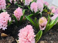 -上海鲜花港