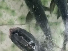 -鱼味馆(万佛湖店)