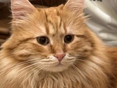 -MOCHA明星猫咖(田子坊店)