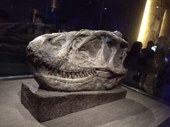 头骨-自贡恐龙博物馆