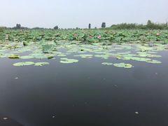 -白洋淀景区