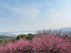 -香雪海