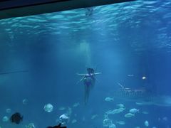 -烟台海昌鲸鲨海洋公园