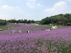 -大塘金香草谷