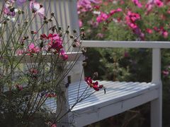 -花开海上生态园