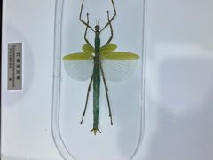 -上海昆虫博物馆