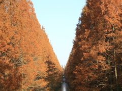 -黄海国家森林公园