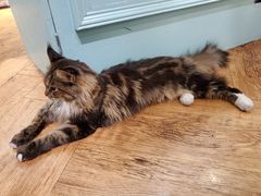 -猫小院猫主题餐厅(三里屯店)