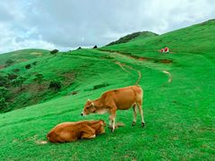 -大姆山草场