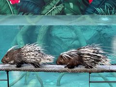 -清迈夜间动物园