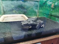 -上海大自然野生昆虫馆