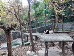 -都江堰中华大熊猫苑