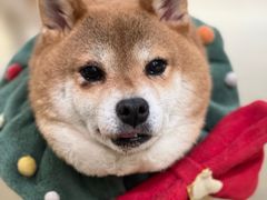 -逗柴咖啡屋·狗咖猫咖宠物桌游