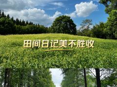 -东平国家森林公园
