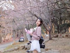 -武汉大学-樱园