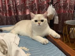 -顺强宠物诊所·狂犬免疫·夜诊·骨科(嘉定店)